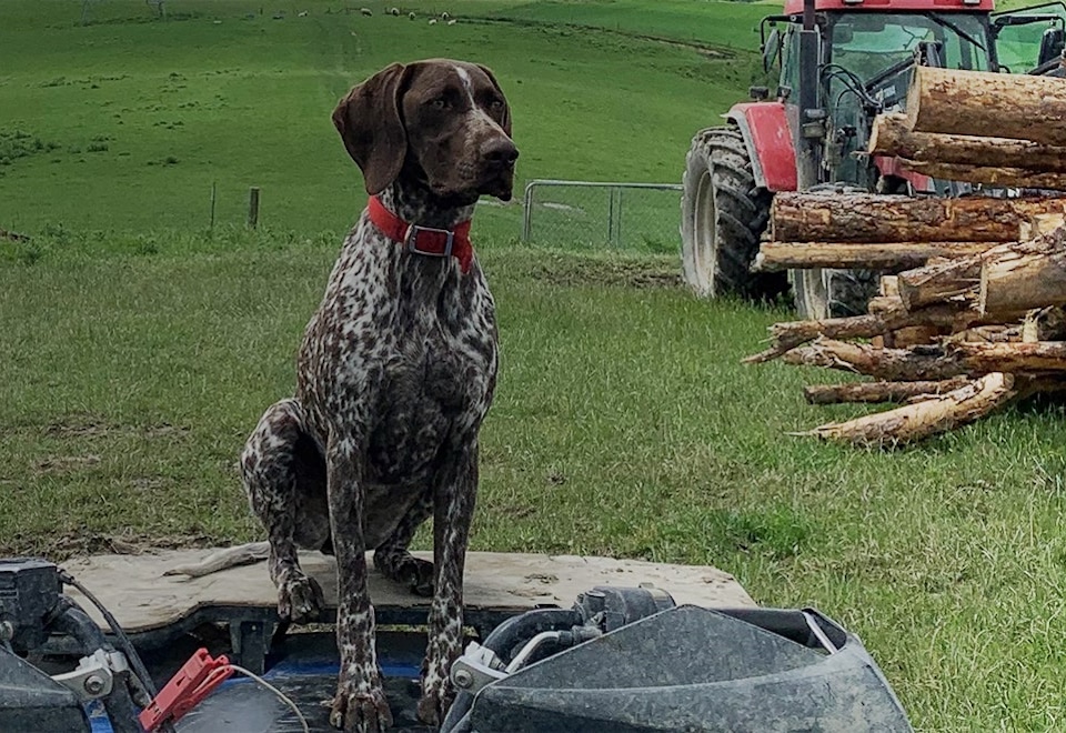 A farm dog adjacent to a tractor.